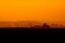 Silhouette of tractor ploughing at sunset with gulls following the plough, Norfolk, UK, February