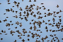 Flock of Common starlings (Sturnus vulgaris) in  flight, UK, August
