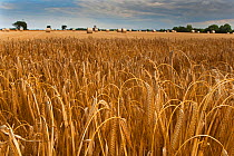RF- Ripe crop of Barley (Hordeum vulgare) ready for harvesting. Northrepps, Norfolk, UK, July. (This image may be licensed either as rights managed or royalty free.)