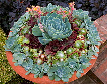 Flower pot of succulent plants in garden, Norfolk, UK, June