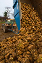 Sugar beet (Beta vulagaris) crop, unloading beets from trailer, Norfolk, UK, January 2009