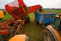 Sugar beet (Beta vulagaris) crop being harvested, unloading beets into trailer, Norfolk, UK, January 2009