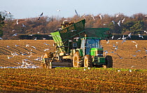 Harvesting Sugar Beet (Beta vulgaris)  Norfolk, UK, January 2007