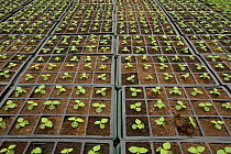 Seedlings of African marigold (Tagetes sp) at market garden, UK, April