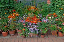Patio flower pot garden, Norfolk, UK, July