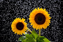 RF- Sunflowers (Helianthus annuus) in rain, Norfolk, UK, August. (This image may be licensed either as rights managed or royalty free.)
