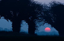 Silhouette of Oak trees at sunset, Roughton, Norfolk,  UK, February