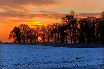 Sunset over winter farmland with Pheasant on frozen ground, Hanworth, Norfolk, UK, January 2010