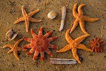 Common sunstars (Crossaster papposus), Starfish (Asterias sp), Razor shells and clams stranded on tideline after a storm, Norfolk, UK, November
