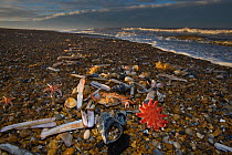 Common sunstar (Crossaster papposus), Starfish (Asterias sp), Razor shells, crabs, clams and  other seashells stranded on tideline after a storm, Norfolk, UK, November