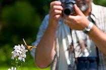 Man photographing Swallowtail butterfly (Papilio machaon) UK, June