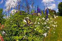 Swallowtail butterfly (Papilio machaon) in flower border, Norfolk Broads, UK, June