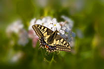Swallowtail butterfly (Papilio machaon) on flower, Norfolk, UK, June