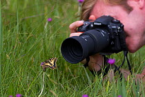Man photographing Swallowtail butterfly (Papilio machaon) UK, June