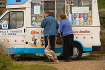 Immature Mute Swan (Cygnus olor) waiting for a hand out beside an ice cream van, Norfolk, UK, October 2008