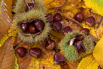 Sweet chestnuts (Castanea sativa) on woodland floor, Europe, November