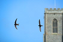 Two Common swifts (Apus apus) flying past church tower, Norfolk, UK, June