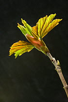 Sycamore (Acer pseudoplatanus) new leaves opening from bud, UK, April