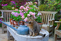 Tabby cat sitting on garden furniture beside watering can and flower pots, UK, June