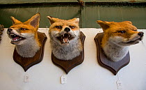 Three Red fox (Vulpes vulpes) heads stuffed and mounted trophies for sale, Europe