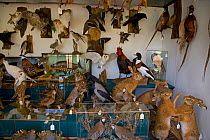 Taxidermy shop with great variety of stuffed animals for sale including Common hare (Lepus europaeus), Europe