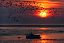 The Wash at low tide at sunset with silhouette of boat and flocks of birds, Norfolk, UK, September