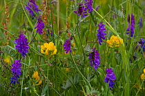 Tufted vetch (Vicia cracca) and Meadow vetchling (Lathyrus pratensis) flowering in meadow, June, UK