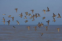 Flock of Turnstones (Arenaria interpres) in flight over coast, UK, April