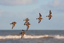 Flock of Turnstone (Arenaria interpres) in flight over coast, Norfolk, UK, December