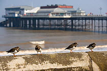 Turnstones (Arenaria interpres) perched on sea wall with pier in background, Norfolk, UK, March