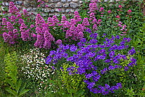 Roadside flower border in cottage garden with flowering Geraniums and Valerians, Norfolk, UK, June