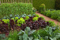 Vegetable garden with cabbages, lettuce and peas, Norfolk, UK, July
