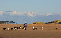 Woman exercising large number of dogs on Holkham Beach, Norfolk, UK, October 2007