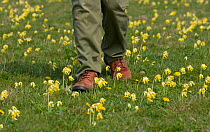 Walker walking through Cowslips (Primula veris) in wildflower meadow, UK