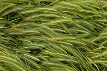 Wall barley grass (Hordeum murinum) UK