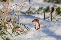 Weasel (Mustela nivalis) hunting in snow, Norfolk, UK, December