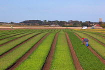 Farm labourer weeding Spinach rows prior to harvesting, Walcott, Norfolk, UK, September 2009