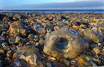 Rock with hole in it on West Runton Beach, Norfolk, UK, January