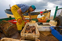 Fishermen unloading their catch of crabs, Weybourne Beach, Norfolk, UK, July 2007