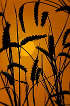 Silhouette at sunrise of Wheat ears (Triticum aestivum) ready for harvest, Norfolk, UK