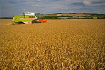 Combine harvester harvesting field of Wheat, Bedfordshire, UK, August 2006