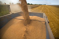 Trailer collecting wheat from combine harvester, Bedfordshire, UK, August 2006