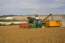 Combine harvester harvesting field of Wheat, emptying harvest into trailer, Bedfordshire, UK, August 2006