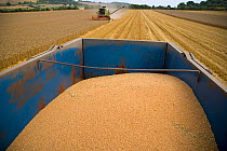 View of Combine harvester harvesting field of Wheat from trailer, Bedfordshire, UK, August 2006