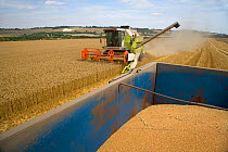 View of Combine harvester harvesting field of Wheat from trailer, Bedfordshire, UK, August 2006