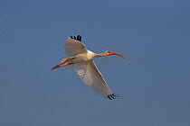 White ibis (Eudocimus albus) in flight, Florida, USA, March