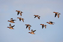 Wigeon (Anas penelope) flock of males  in flight, Cley, Norfolk, UK, October