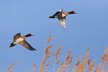 Wigeon (Anas penelope) two males flying up from reedbed, Cley, Norfolk, UK, May