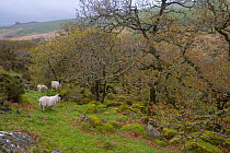 Sheep grazing near Wistman's wood, Dartmoor NP, Devon, UK, May 2006