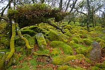 Moss covered tree roots and rocks in Wistman's woods, Dartmoor NP, Devon, UK, May 2006